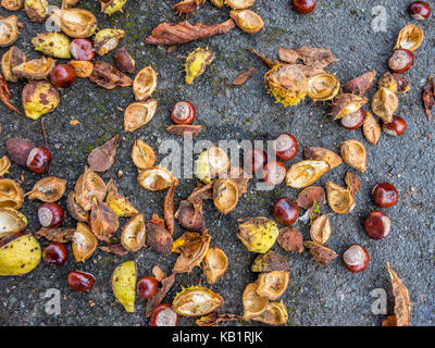 Conkers exceptionnels et de coquillages. Banque D'Images