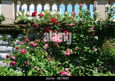 Allemagne, Bade-Wurtemberg, lac de Constance, île mainau, jardin de roses, Banque D'Images