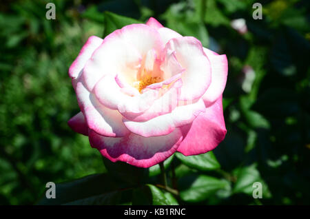 La botanique, la fleur rose, rose, Banque D'Images