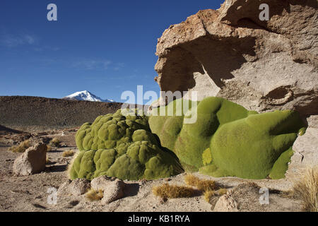 Bolivie, Los Lipez, Mirador Volcan Ollagüe, Yaretta Moss, Banque D'Images