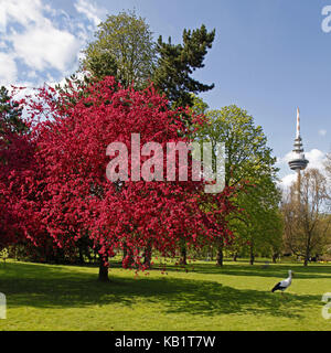 Allemagne, Bade-Wurtemberg, mannheim, luisenpark, arbres en fleurs, des pommiers d'ornement, pelouse, Stork, Banque D'Images