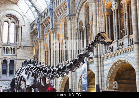 L'Angleterre, Londres, kensington, nature-Historical Museum, le musée d'histoire naturelle, squelette de dinosaure, Banque D'Images