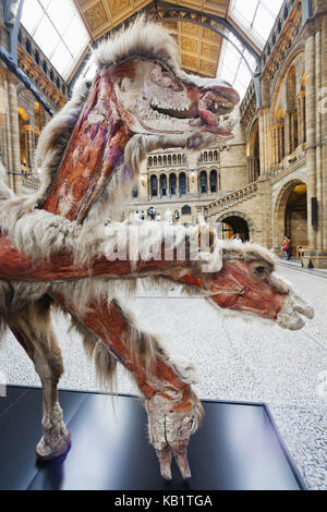 L'Angleterre, Londres, kensington, nature-historical museum, musée d'histoire naturelle, des expositions, des chameaux, Diviser, Banque D'Images