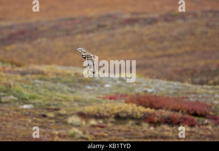 Amérique du Nord, les États-Unis, l'Alaska, Brooks, marsh Owl Asio flammeus, oreille, Banque D'Images