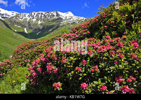 L'Autriche, la Carinthie, Haut Tauern (Hohe Tauern), parc national du Haut Tauern, Grossglockner Hochalpenstrasse, alpine rose, Rhododendron ferrugineum, alpenrose, Banque D'Images