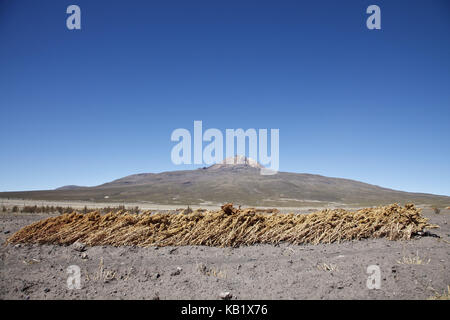 La Bolivie, Salar de Uyuni, le commerce équitable, le quinoa, le séchage, Banque D'Images