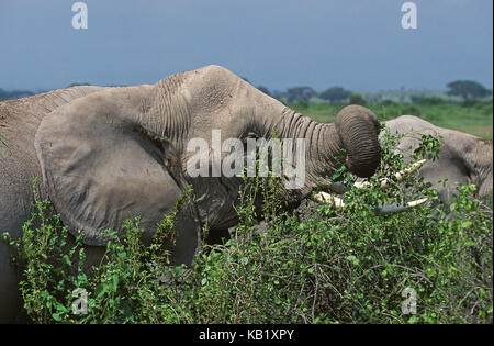 L'éléphant d'Afrique, Loxodonta africana, adulte, manger des plantes, parc de Masai Mara, Kenya, Afrique, Banque D'Images