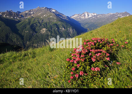 L'Autriche, la Carinthie, Haut Tauern (Hohe Tauern), parc national du Haut Tauern, Grossglockner Hochalpenstrasse, alpine rose, Rhododendron ferrugineum, alpenrose, groupe de piles, Banque D'Images