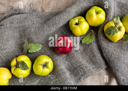 L'alimentation, la religion, le mode de vie sain concept. sur le tissu texturé gris entre les coings jaune avec des tons verts il y est brillant bloody red apple, fruit défendu de la connaissance Banque D'Images