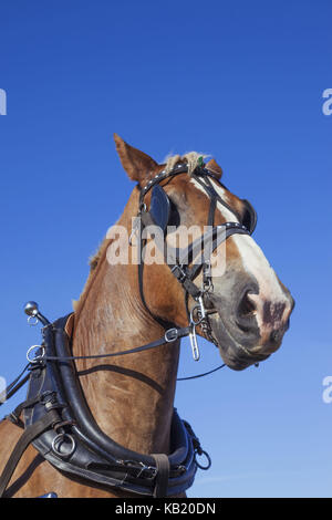 L'Angleterre, dans le Dorset, blanford, event, great dorset assez de vapeur, chevaux de trait, medium close-up, Banque D'Images