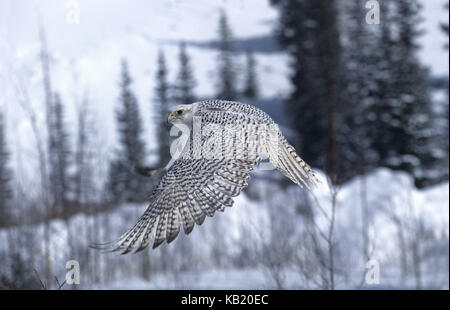 Gerfalke, Falco rusticolus, dans le vol, Canada, Banque D'Images