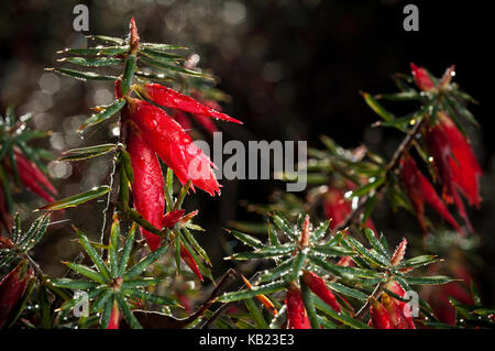 Conostephioides Astroloma, Heath, flamme de plus en plus faible arbuste ligneux. Couvert de fleurs rouges, de 20-25mm de long, l'automne au printemps Banque D'Images