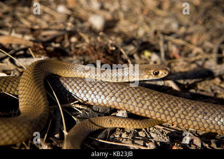 Habitant une grande partie de l'Australie des déserts vers les régions côtières, l'est Brown est l'une des plus meurtrières de serpents dans le monde. Banque D'Images