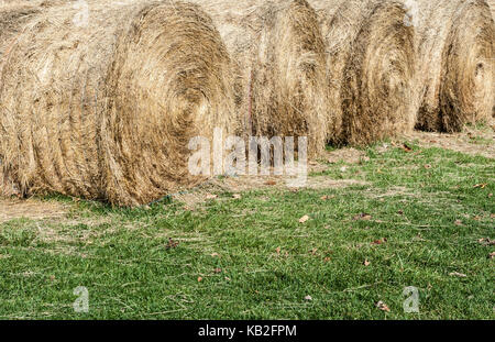 Plusieurs grosses bottes de foin séchant sur l'herbe verte. Banque D'Images