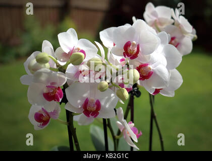 Orchidées blanches et rouges dans le jardin ensoleillé Banque D'Images