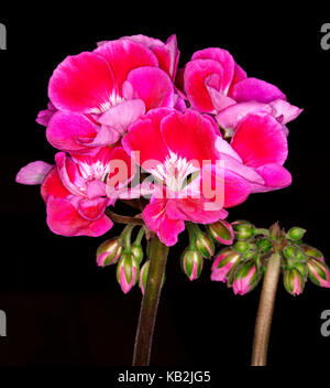 Grappe de fleurs rose vif avec des centres et des bourgeons blanc geranium 'tex mex' sur fond noir Banque D'Images