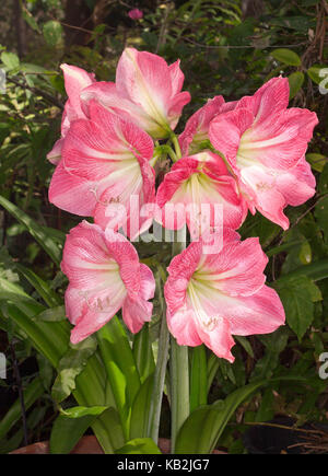 Groupe d'énormes fleurs roses striées de blanc de l'hippeastrum 'jenny' contre l'arrière-plan de feuillage vert foncé Banque D'Images