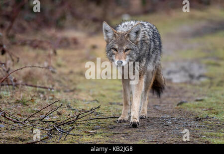 Le coyote en Colombie-Britannique, Canada Banque D'Images