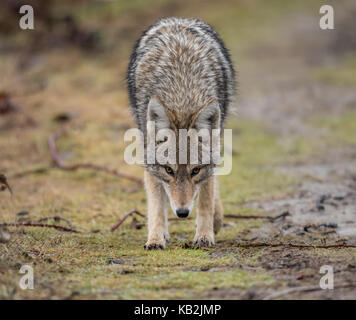 Le coyote en Colombie-Britannique, Canada Banque D'Images