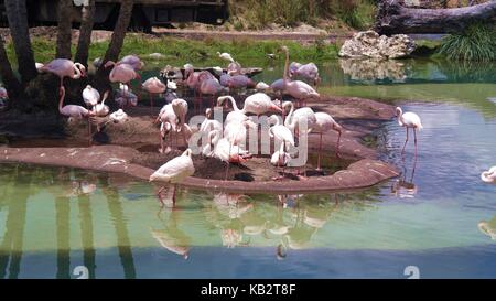 flamants roses Banque D'Images