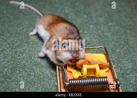 La souris morte tué dans un piège à souris sur le comptoir de la cuisine, appâtés avec du beurre de cacahuètes. Banque D'Images