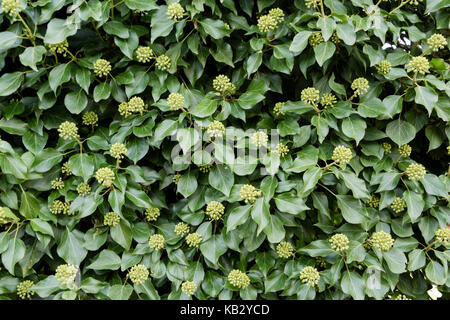 Hedera hibernica. Le lierre ou lierre irlandais de l'Atlantique Banque D'Images