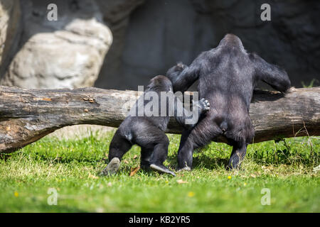 Mère et bébé gorille ensemble dans l'habitat Banque D'Images