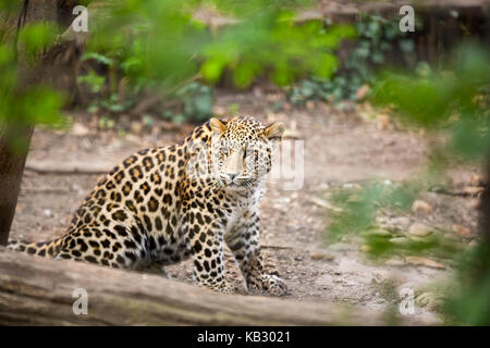 Snow Leopard (Panthera uncia) au zoo Banque D'Images