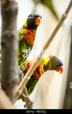 Colorful parrot couple sitting on branch Banque D'Images
