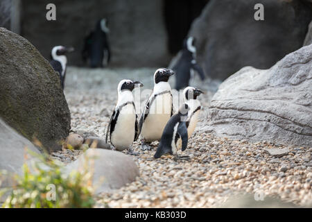 Groupe des pingouins au zoo Banque D'Images