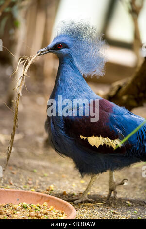 Oiseau couronné goura Victoria (Victoria) Banque D'Images