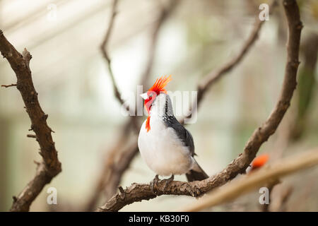 Le cardinal oiseau à crête rouge ou paroaria coronata Banque D'Images