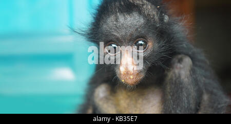 Bébé singe araignée équatorienne. Noms communs : Mono arana, maquisapa. Nom scientifique : Ateles anaconda Banque D'Images