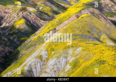 La floraison de fleurs sauvages au printemps Super carpet les pentes le long de la plage de Temblor in California's Carrizo Plain National Monument. Banque D'Images