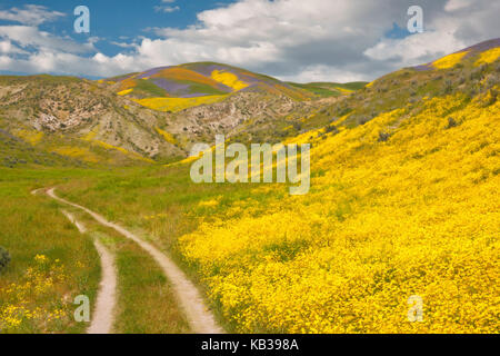 La floraison de fleurs sauvages Super printemps sur les pistes menant à la plage de Temblor in California's Carrizo Plain National Monument. Banque D'Images