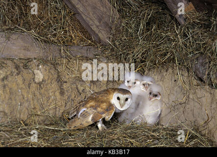 Effraie des clochers, Tyto alba, animal adulte avec chick, Banque D'Images