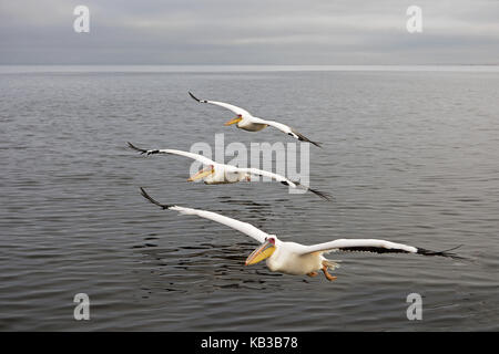 Pélicans de rose, Pelecanus onocrotalus, vol sur la surface de l'eau, Namibie, Banque D'Images