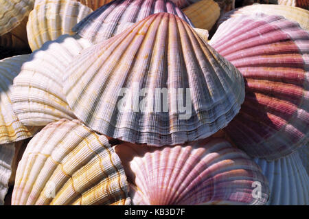 Espagne, chemin de Saint-Jacques, coquilles Saint-Jacques comme souvenir et icône des pèlerins jacoïens, Banque D'Images