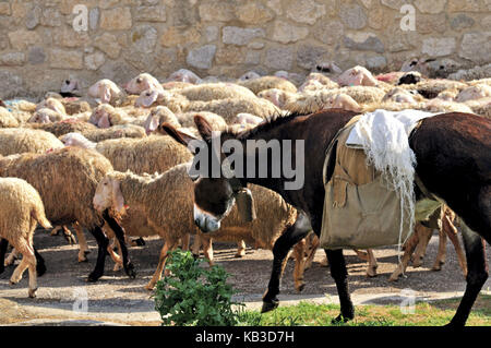 L'Espagne, Chemin de Saint-Jacques de Compostelle, troupeau de moutons et âne dans Castrojerez, Banque D'Images