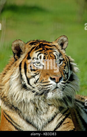 Sumatra tiger, Panthera tigris sumatrae, mensonge, portrait, close-up, moyen Banque D'Images