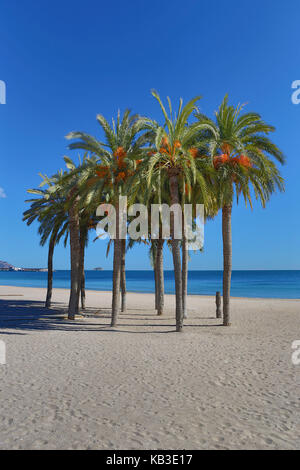 L'Espagne, la région de valence, province d'Alicante, Villajoyosa, costa blanca, plage avec palmiers Banque D'Images