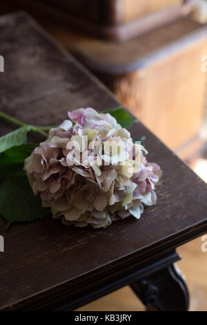 Hortensia rose portant sur table rustique en bois brun foncé Banque D'Images