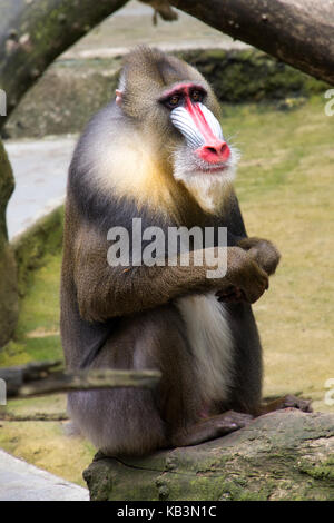 Mandrill colorés assis sur un rocher((mandrillus sphinx). Banque D'Images