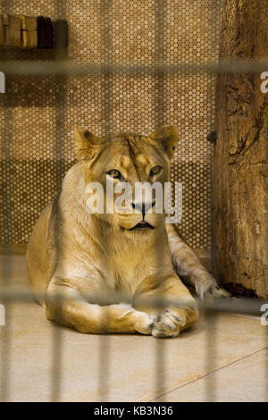 Femme lion dans le zoo derrière les barreaux Banque D'Images