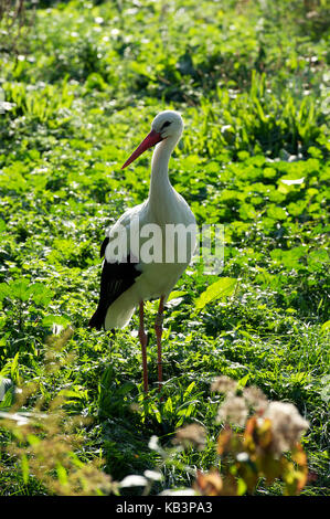 France, Haut Rhin, Hunawihr, centre de réintroduction des cigognes de la région Alsace, White Stork (Ciconia ciconia) Banque D'Images