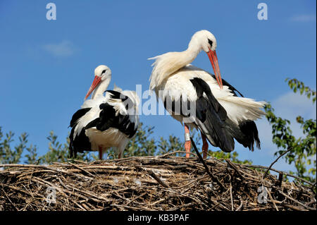 France, Haut Rhin, Hunawihr, centre de réintroduction des cigognes de la région Alsace, White Stork (Ciconia ciconia) Banque D'Images