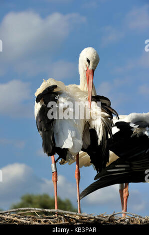 France, Haut Rhin, Hunawihr, centre de réintroduction des cigognes de la région Alsace, White Stork (Ciconia ciconia) Banque D'Images