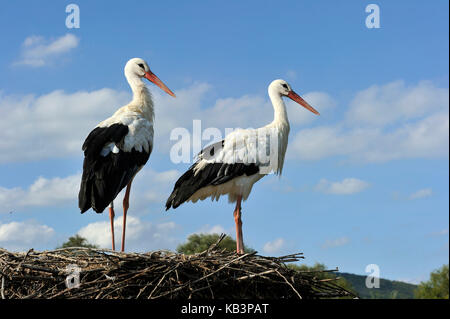 France, Haut Rhin, Hunawihr, centre de réintroduction des cigognes de la région Alsace, White Stork (Ciconia ciconia) Banque D'Images