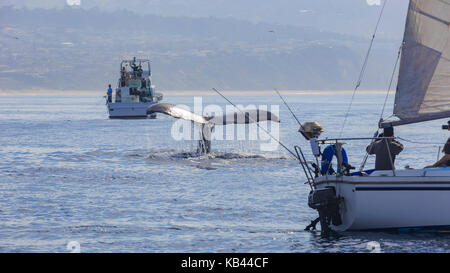 L'observation des baleines à bosse à los angeles Banque D'Images