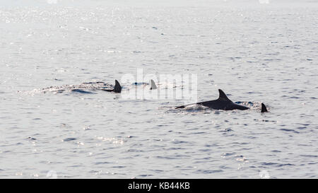 L'observation des baleines à bosse à los angeles Banque D'Images